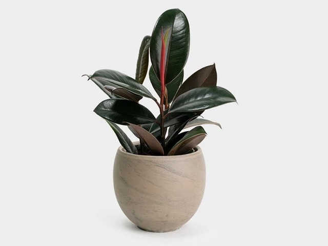 c&ocirc;ng dung của da b&uacute;p đỏ