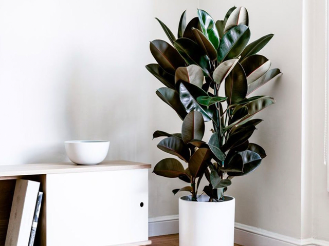 &yacute; nghĩa phong thủy của đa b&uacute;p đỏ